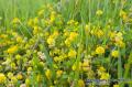 _IGP5905 yellow flowers